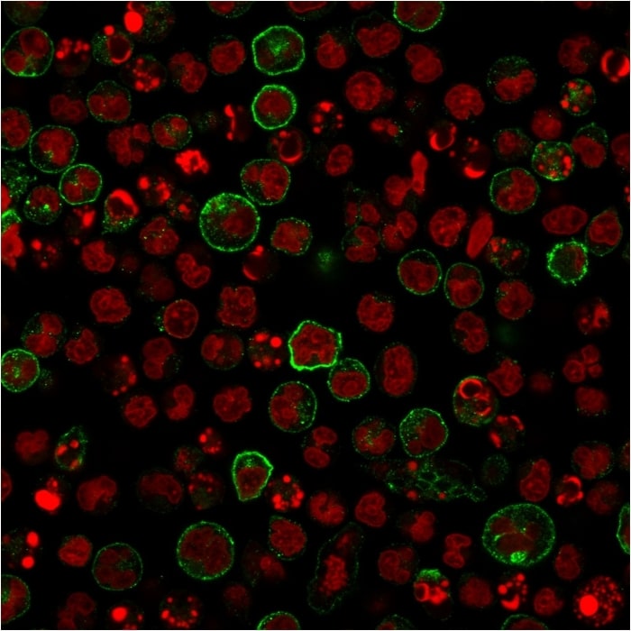 B7-2/CD86 Antibody (C86/2160R)