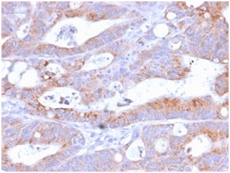 B7-2/CD86 Antibody (C86/2160R)