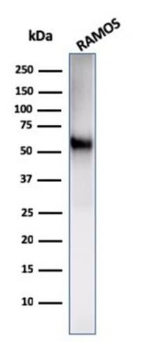 B7-2/CD86 Antibody (C86/2160R)