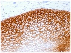 CD44, variant 4 Antibody (rCD44v4/1219)