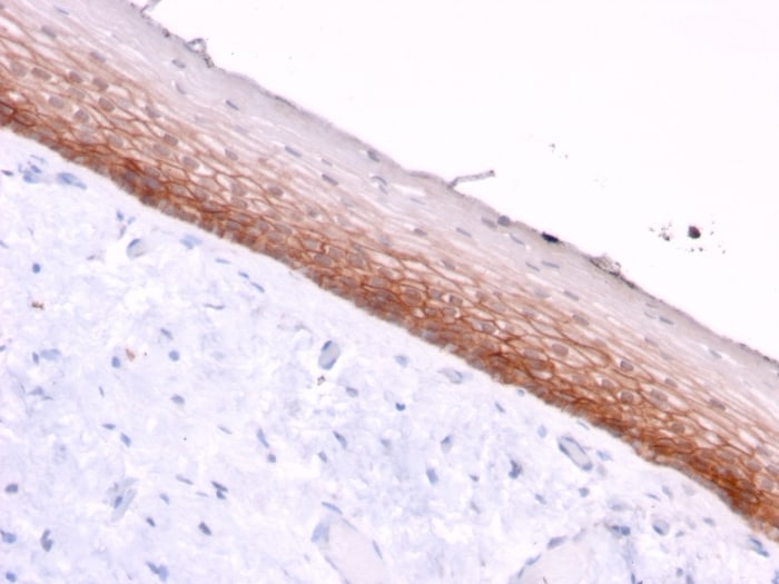 CD44, variant 4/5 Antibody (3D2)