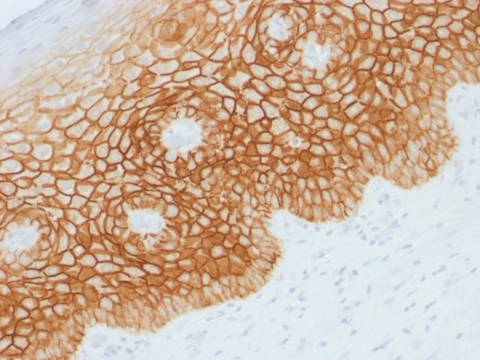CD44, variant 4 Antibody
