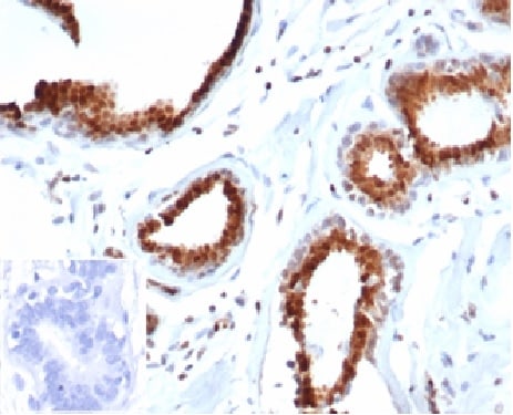 p27/Kip1 Antibody (rKIP1/1356)