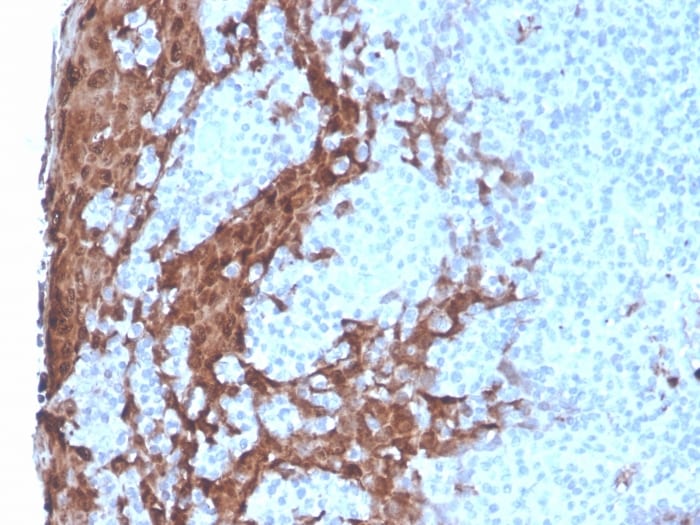 G-CSF Antibody (rCSF3/900)