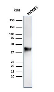 alpha-Methylacyl-CoA Racemase/AMACR Antibody (rAMACR/1864)