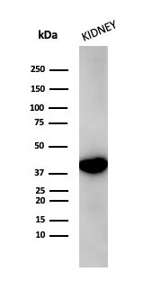 alpha-Methylacyl-CoA Racemase/AMACR Antibody (AMACR/3931R)