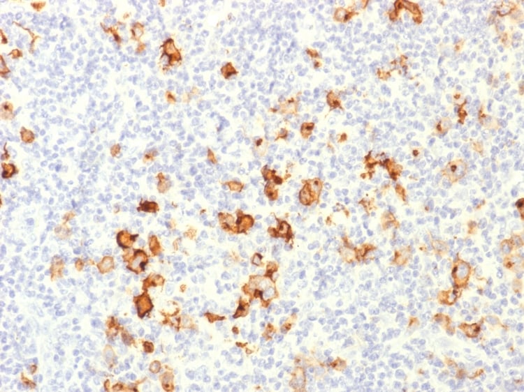 SSEA-1 Antibody