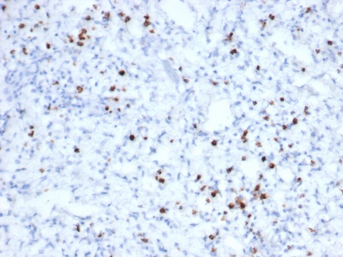Granzyme B Antibody (rGZMB/6740)