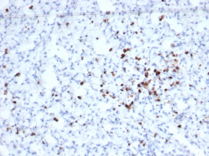 Granzyme B Antibody (rGZMB/6740)