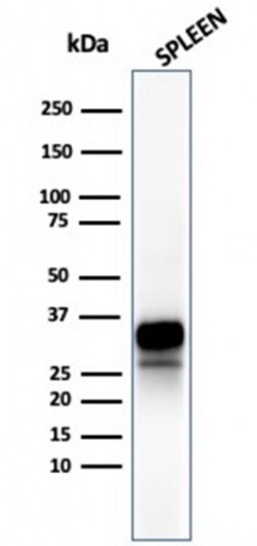 Granzyme B Antibody (rGZMB/4538)