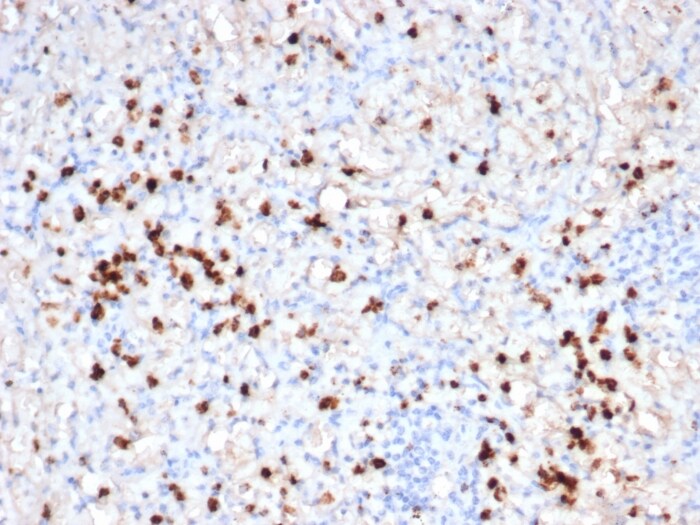 Granzyme B Antibody (GZMB/6530R)