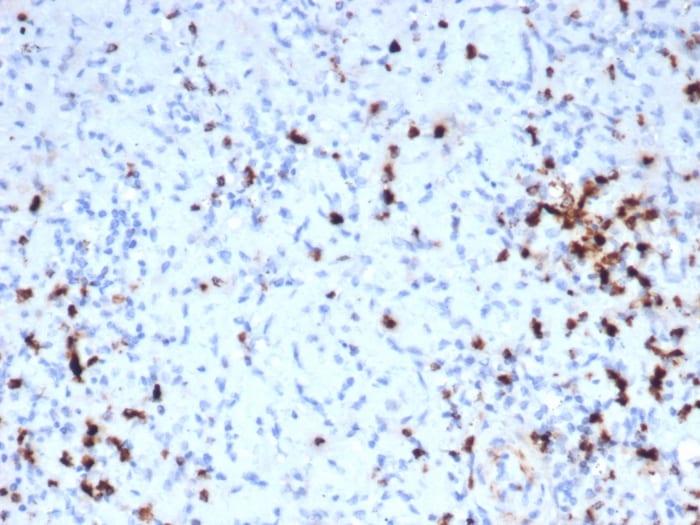 Granzyme B Antibody (GZMB/6530R)
