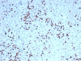 Granzyme B Antibody (GZMB/4539R)
