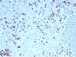 Granzyme B Antibody (GZMB/4539R)