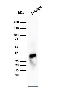 Granzyme B Antibody (GZMB/4539R)