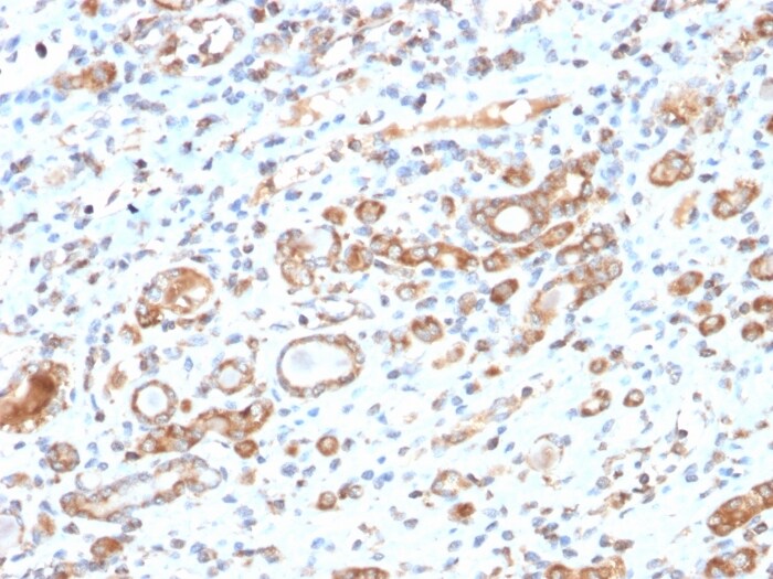 HSP60 Antibody (HSPD1/2206R)