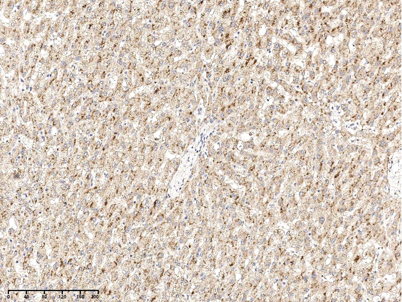 PXMP4 Antibody - Azide and BSA Free PXMP4 Antibody - Azide and BSA Free