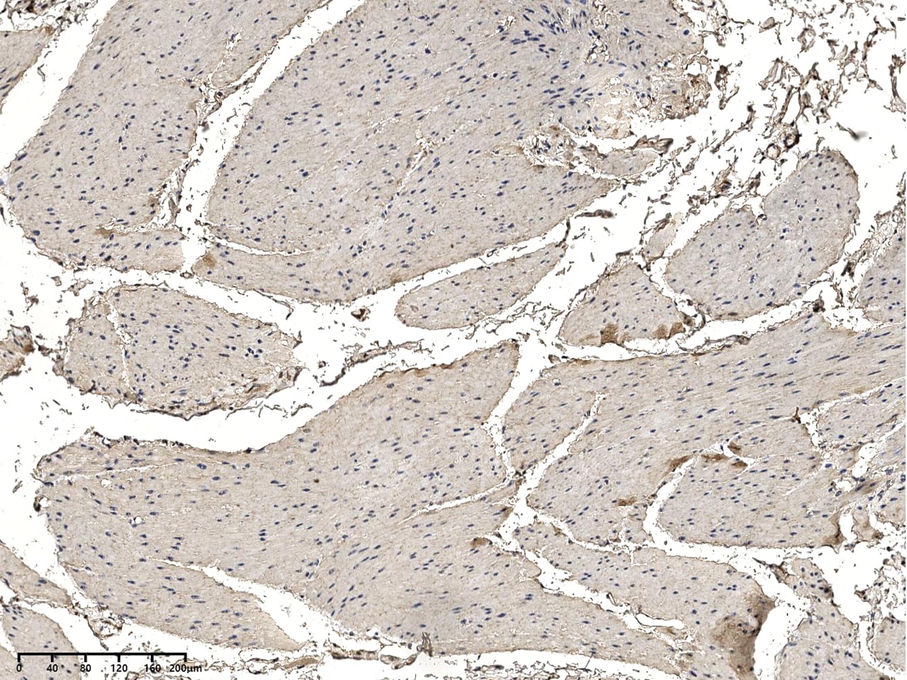 ODR4/TTG1 Antibody - Azide and BSA Free ODR4/TTG1 Antibody - Azide and BSA Free