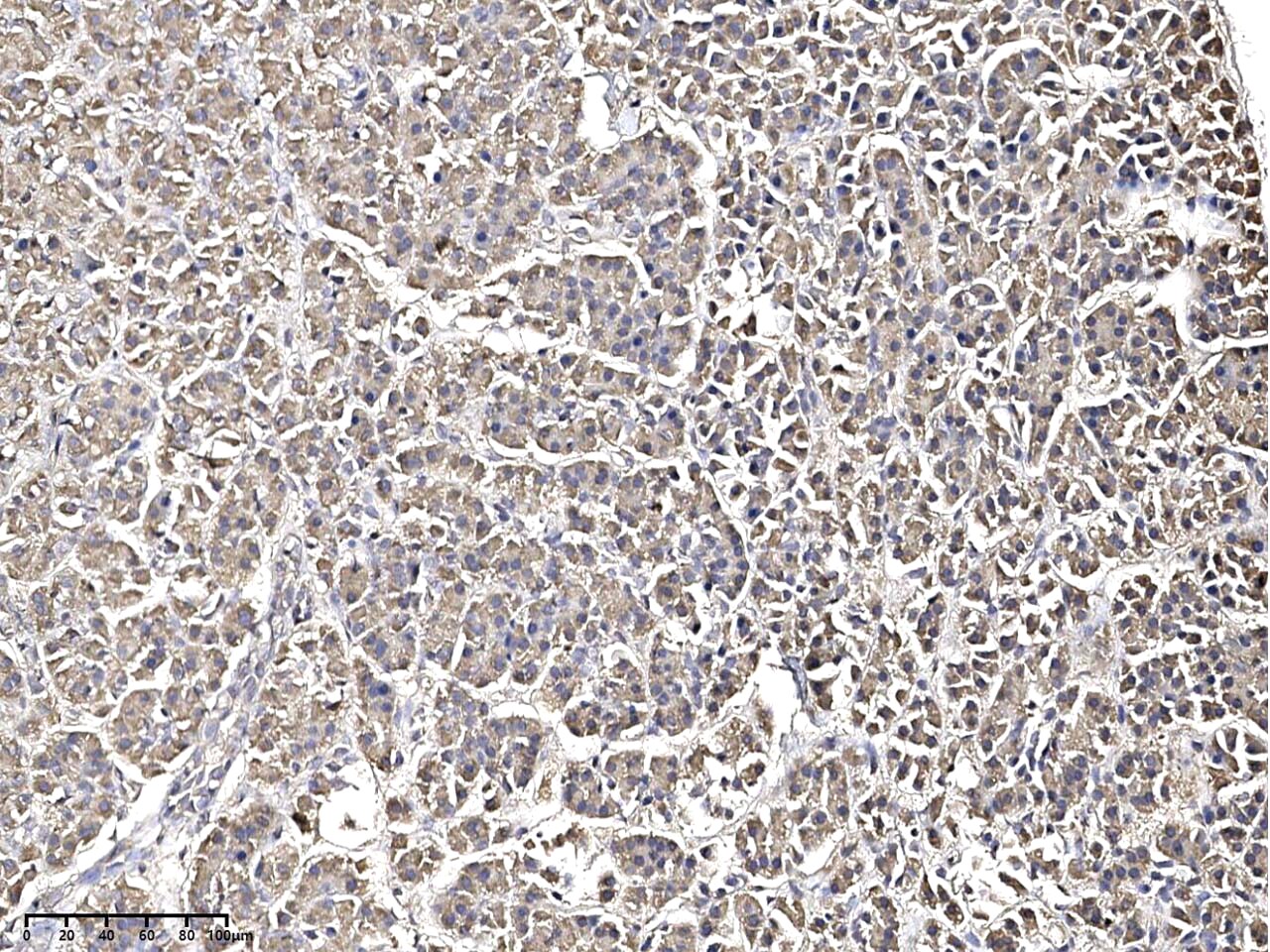 ODR4/TTG1 Antibody - Azide and BSA Free ODR4/TTG1 Antibody - Azide and BSA Free