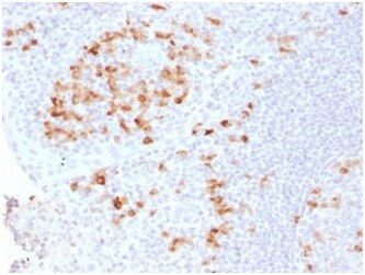 Kappa Light Chain Antibody (KLC2289R) - Azide and BSA Free