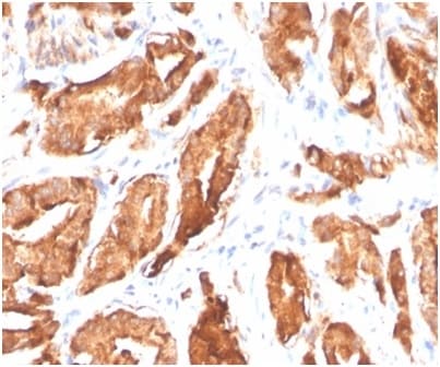 Kallikrein 3/PSA Antibody (KLK3/4602R) - Azide and BSA Free