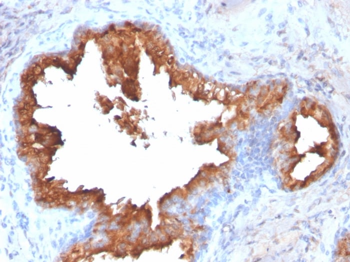Kallikrein 3/PSA Antibody (KLK3/2871R) - Azide and BSA Free