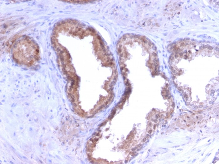 Kallikrein 3/PSA Antibody (KLK3/2871R) - Azide and BSA Free