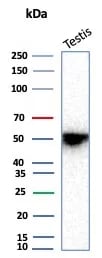 Inhibin alpha Antibody (rINHA/6919) - Azide and BSA Free