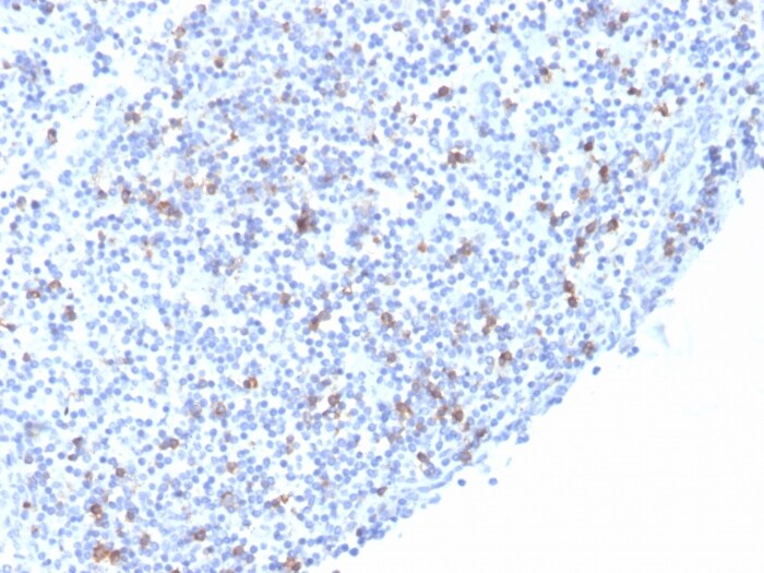 Integrin alpha E/CD103 Antibody (rITGAE/2063) - Azide and BSA Free