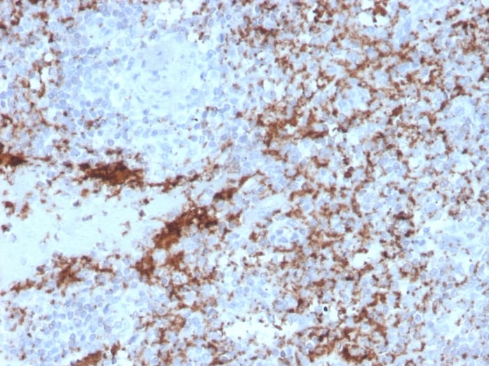 Integrin beta 3/CD61 Antibody (rITGB3/2145) - Azide and BSA Free