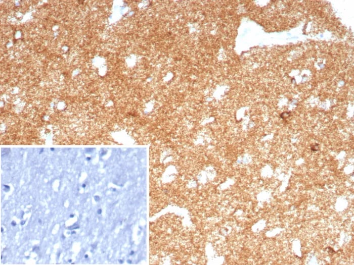 LRP-1 Antibody (LRP1/8771R) - Azide and BSA Free