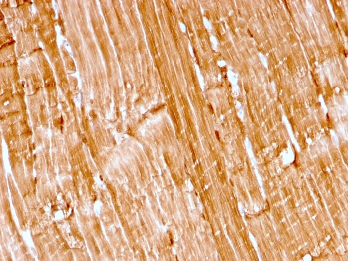 Myoglobin Antibody (rMB/2105) - Azide and BSA Free