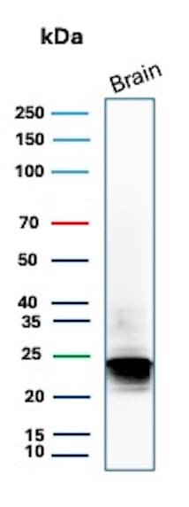 MBP Antibody (rMBP/9431) - Azide and BSA Free