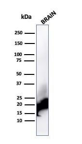 MBP Antibody (rMBP/4288) - Azide and BSA Free