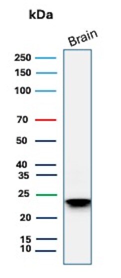 MBP Antibody (rMBP/4288) - Azide and BSA Free