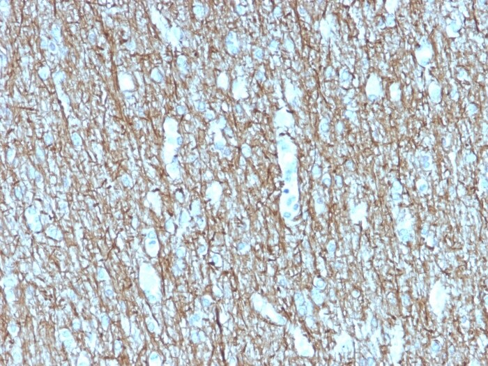 NF-H Antibody (rNF421) - Azide and BSA Free