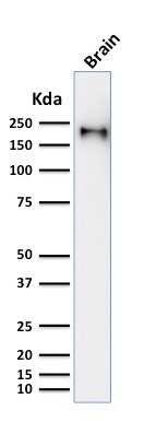 NF-H Antibody (rNF421) - Azide and BSA Free