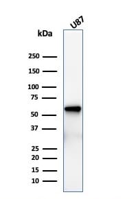 NGFR/TNFRSF16/p75NTR Antibody (rNGFR/1965) - Azide and BSA Free