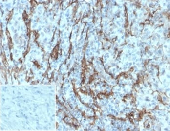 NGFR/TNFRSF16/p75NTR Antibody (NGFR/1997R) - Azide and BSA Free