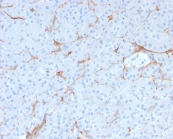 NGFR/TNFRSF16/p75NTR Antibody (NGFR/1997R) - Azide and BSA Free