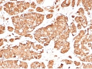 ACTH Antibody (rCLIP/3814) - Azide and BSA Free