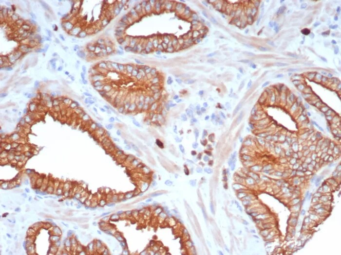 L1TD1 Antibody (L1TD1/7941) - Azide and BSA Free