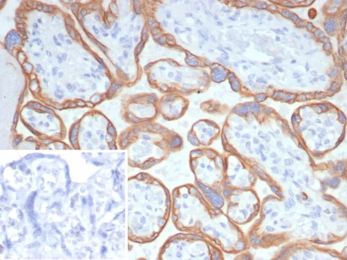 L1TD1 Antibody (L1TD1/7941) - Azide and BSA Free