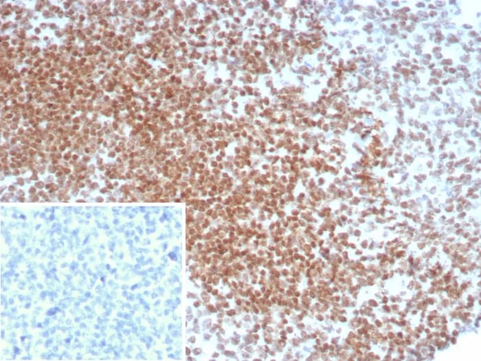 OCT4 Antibody (OCT4/8098R) - Azide and BSA Free