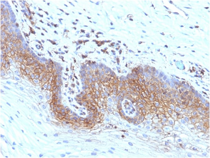 beta 2-Microglobulin Antibody (rB2M/961) - Azide and BSA Free
