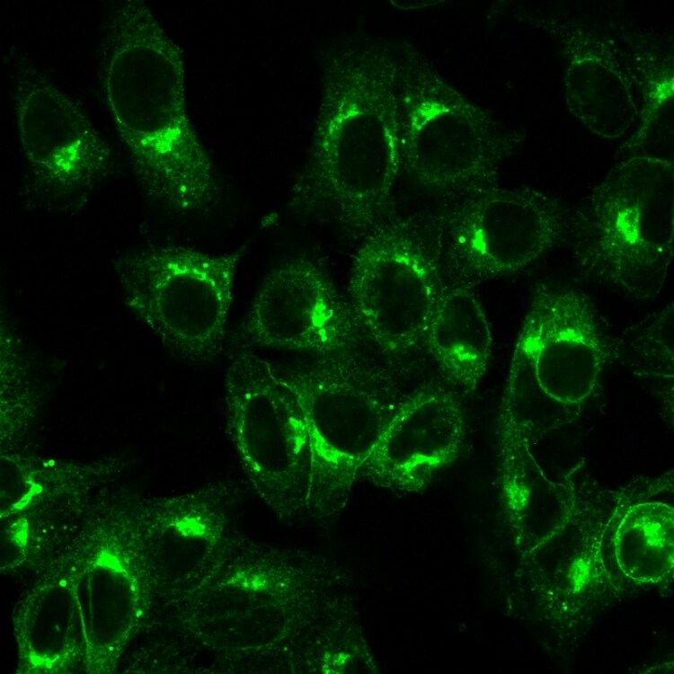 beta 2-Microglobulin Antibody (B2M/1857R) - Azide and BSA Free