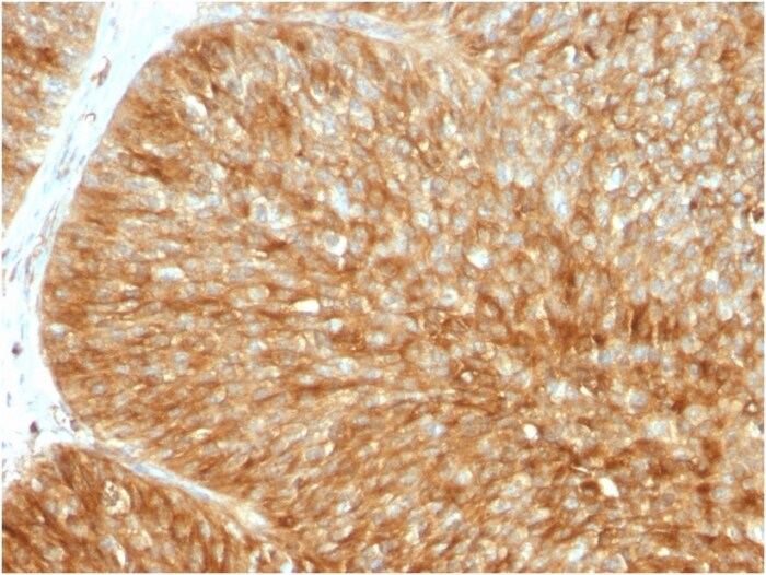 beta 2-Microglobulin Antibody (B2M/1857R) - Azide and BSA Free