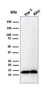 beta 2-Microglobulin Antibody (B2M/1857R) - Azide and BSA Free