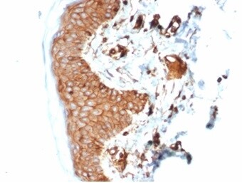 beta 2-Microglobulin Antibody (B2M/7013R) - Azide and BSA Free