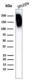 CD45RB Antibody (N/A) - Azide and BSA Free